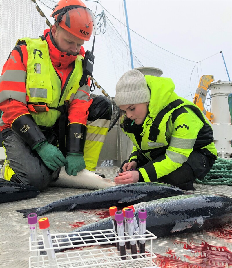 fiskehelse_blodprøve av oppdrettslaks_foto Møreforsking.jpg